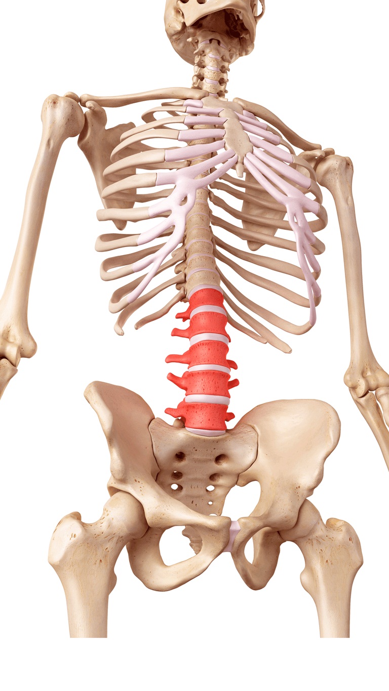 Hình minh họa giải phẫu đốt sống thắt lưng L1 đến L5 (Ảnh: Internet)