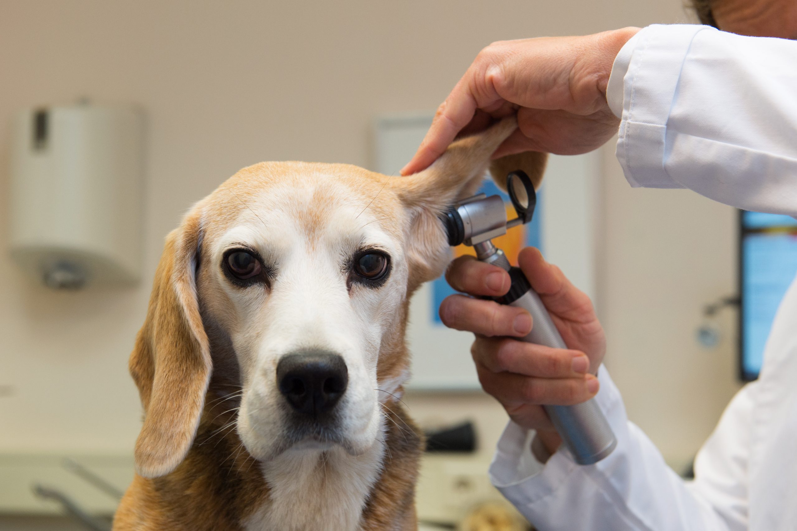 Cần khám sức khỏe định kỳ cho chó (Ảnh: Internet)
