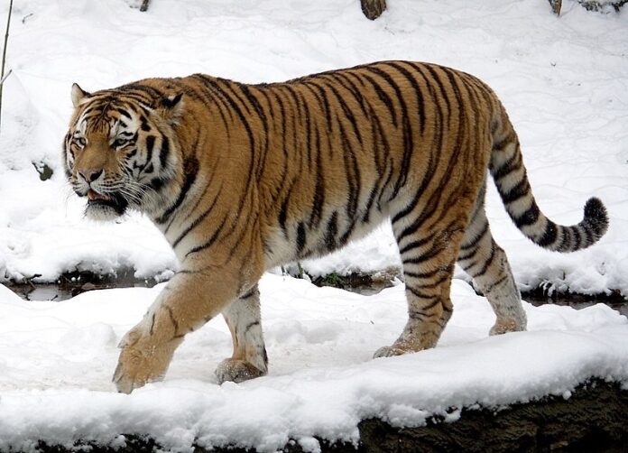 Hổ Siberi (Panthera tigris altaica) (Nguồn: Internet)