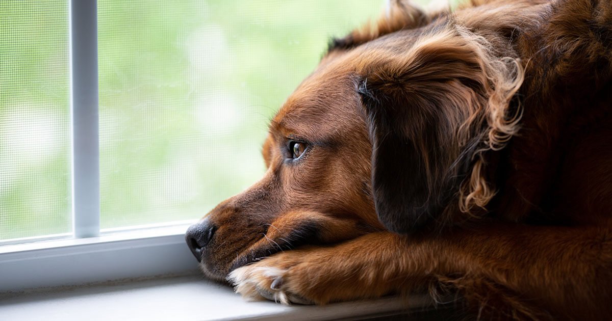 Không dành thời gian cho chó khiến chúng có thể bị trầm cảm (Ảnh: Internet)