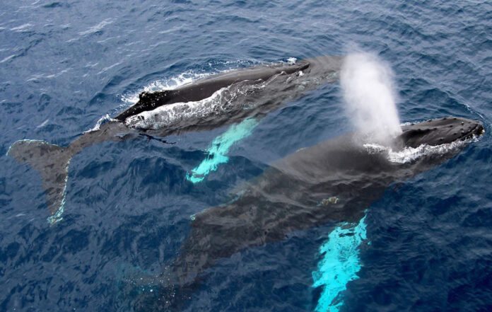 Khám phá loài cá voi xanh động vật lớn nhất thế giới (Nguồn: Internet)