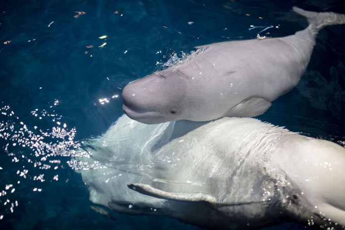Loài cá voi trắng siêu dễ thương và cực kỳ thông minh (Nguồn: Internet)