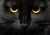 Mèo đen là loài động vật mang tính tâm linh rất cao trong nhiều nền văn hóa (Ảnh: Internet)