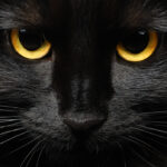 Mèo đen là loài động vật mang tính tâm linh rất cao trong nhiều nền văn hóa (Ảnh: Internet)