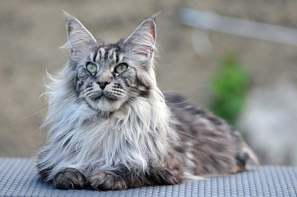 Mèo Maine Coon – Giống mèo khổng lồ thân thiện và ngoan (Nguồn: Internet)