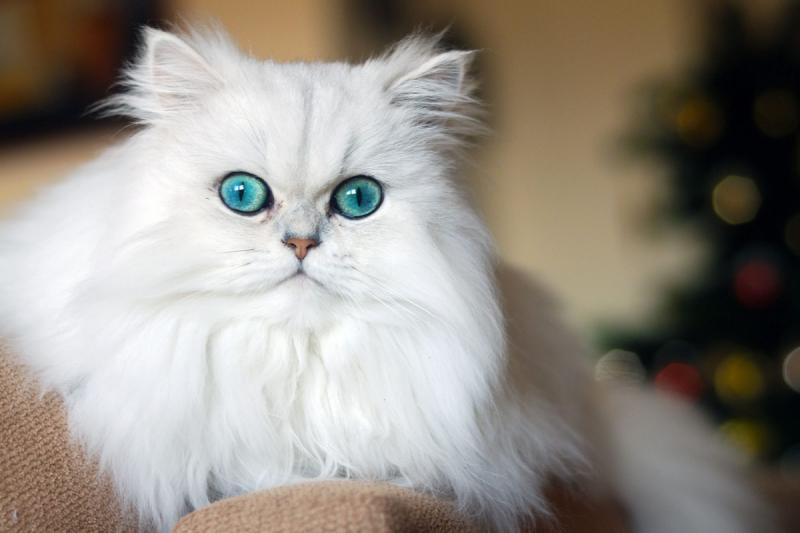 Mèo Persian - Mèo Ba Tư (Nguồn: Internet)