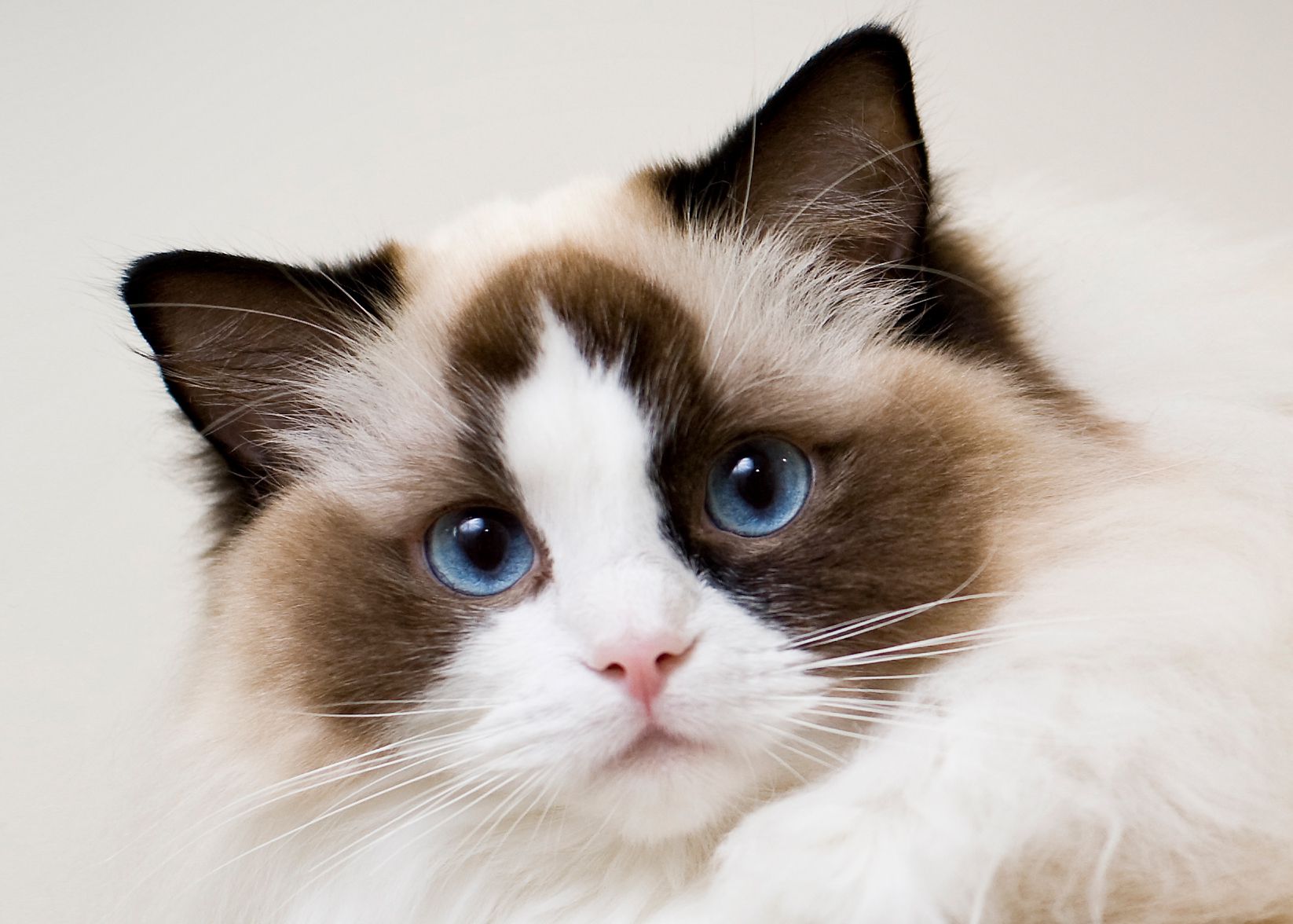 Mèo Ragdoll - giống mèo đáng yêu nhất thế giới (Nguồn: Internet)