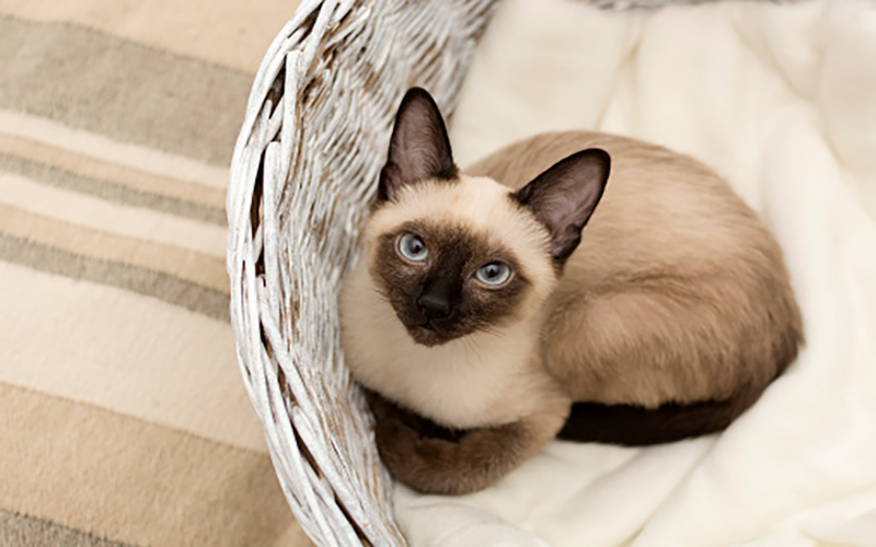 Mèo Siamese - Giống mèo Xiêm Hoàng Gia (Nguồn: Internet)