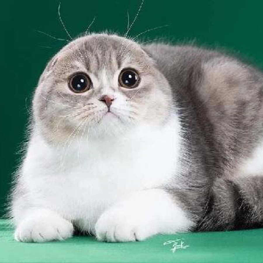 Mèo tai cụp Scottish Fold (Nguồn: Internet)