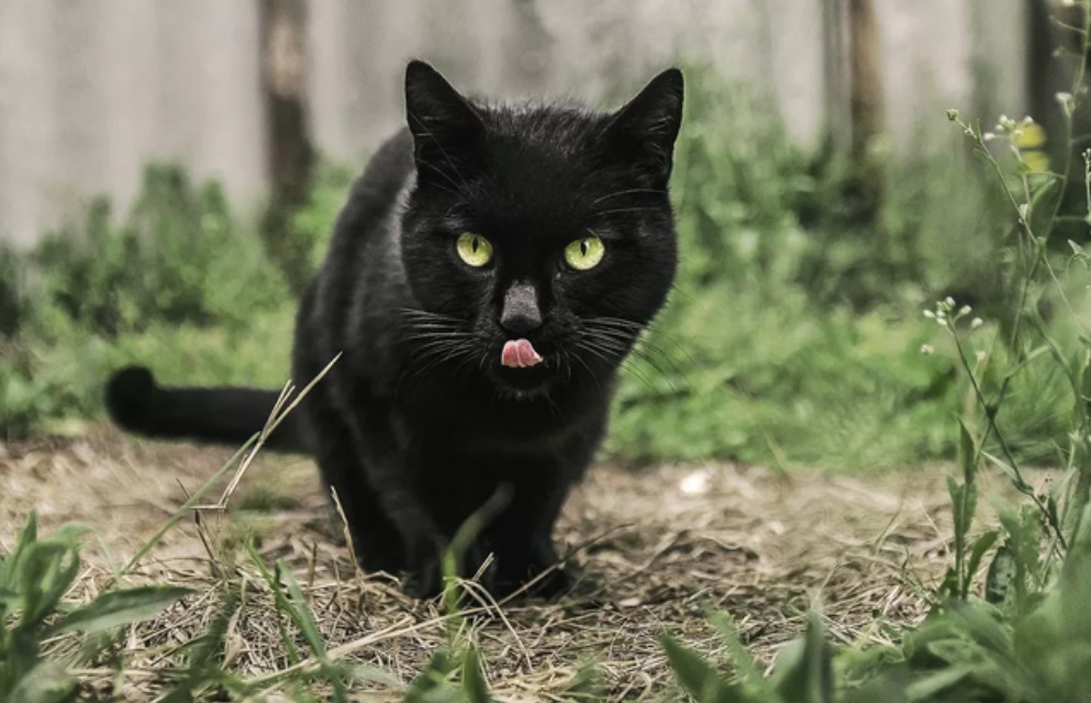 Mèo đen vào nhà là điềm gì?