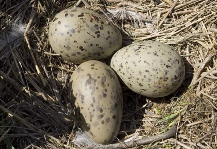 Con người ăn trứng của rất nhiều loài chứ không phải mỗi gia cầm đâu nhé (Ảnh: Internet)