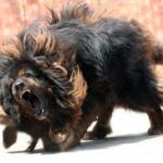 Những giống chó nổi tiếng về sức mạnh và hung dữ, bạn đã biết chưa?