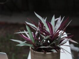 Phong thủy cây bảy sắc cầu vồng – biểu trưng cho hy vọng tốt đẹp và mang đến hạnh phúc cho gia chủ Phong thủy cây bảy sắc cầu vồng - biểu trưng cho hi vọng về những điều tốt đẹp sau, mang lại hạnh phúc cho gia chủ (ảnh: Internet)