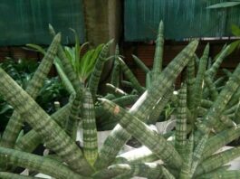 Phong thủy cây ngà voi hỗ trợ sức khỏe, thể hiện sự oai phong mạnh mẽ, gặt hái thành công Phong thủy cây ngà voi: hỗ trợ sức khỏe, thể hiện sự uy phong, mạnh mẽ, giúp gia chủ gặt hái thành công (ảnh: Internet)