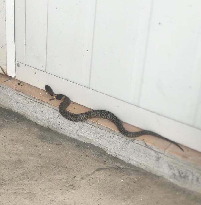 Ý nghĩa của rắn vào nhà: May hay xui tùy loại rắn (Ảnh: Internet)