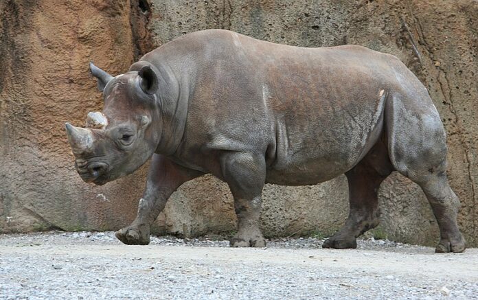Tê giác Java (Rhinoceros sondaicus) (Nguồn: Internet)