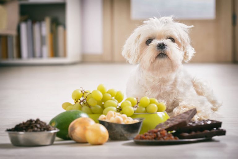 Việc cho chó ăn thức ăn của người có thể gây hại cho chó (Ảnh: Internet)