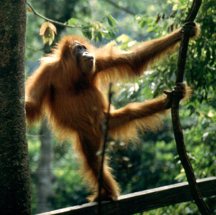 Đười ươi Sumatra (Pongo abelii) (Nguồn: Internet)