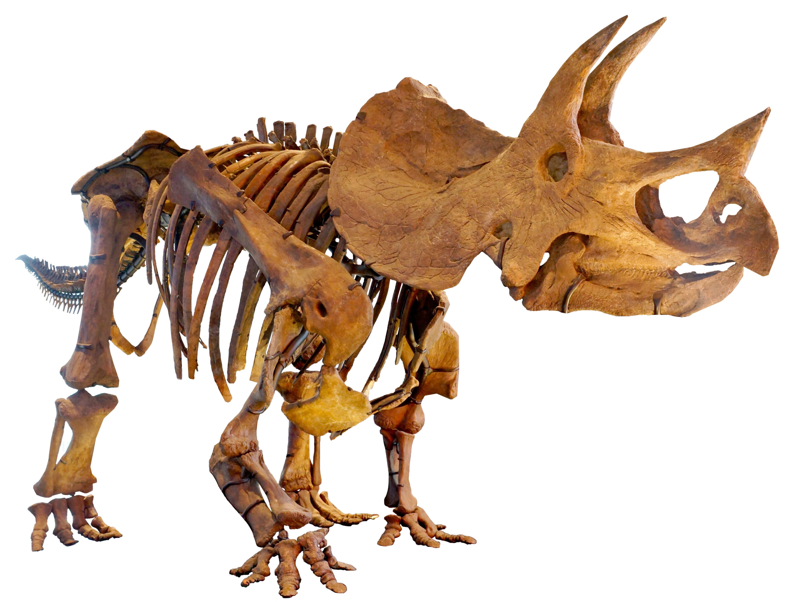 Triceratops (Nguồn: Internet)