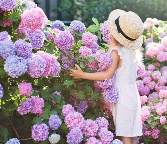 Ý nghĩa hoa cẩm tú cầu theo màu: Loài hoa của sự bí ẩn và u buồn Ý nghĩa của hoa cẩm tú cầu