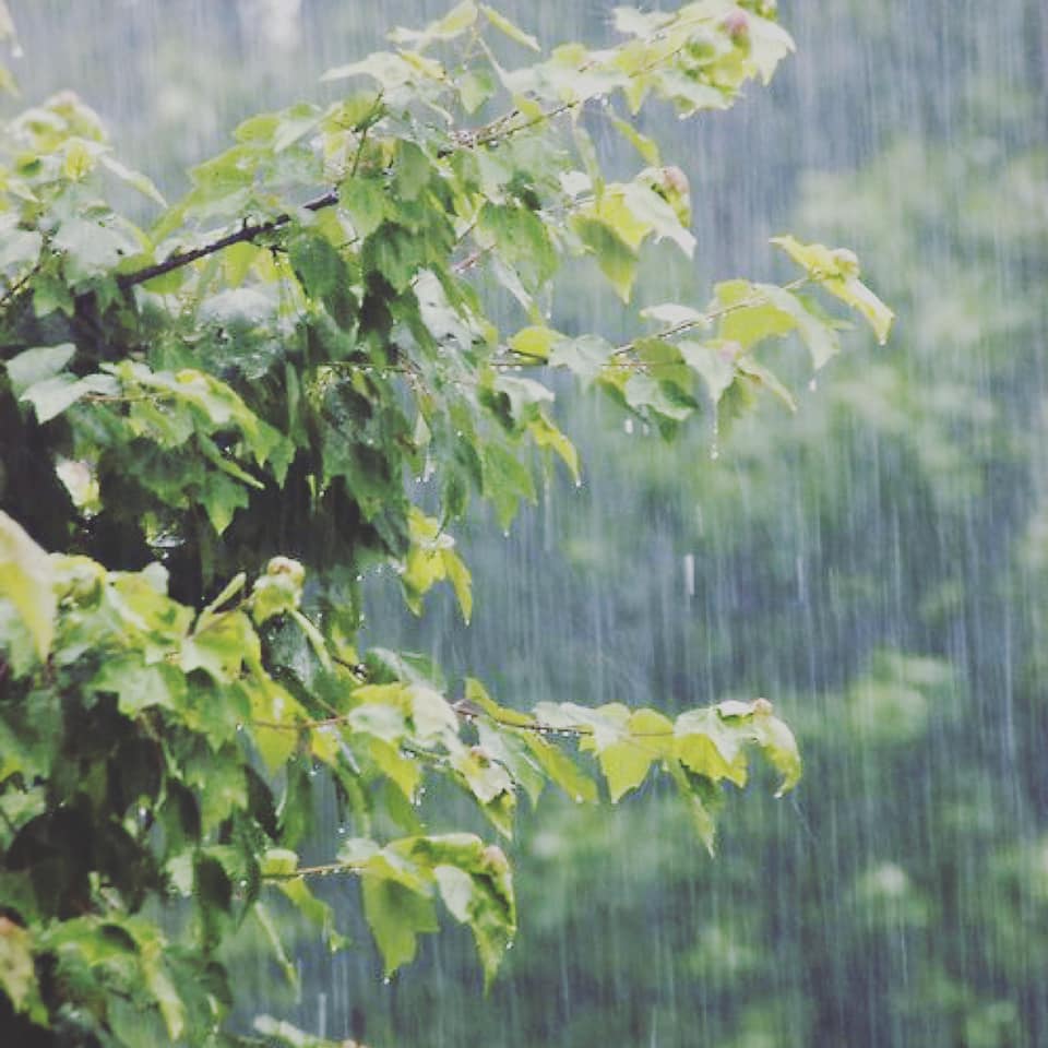 Dàn ý tả cơn mưa mùa hạ (Ảnh: Internet)