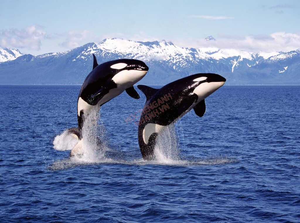 Cá voi mõm nhọn - một loài cá voi lớn sống ở nhiều vùng biển trên thế giới (Nguồn: Internet)