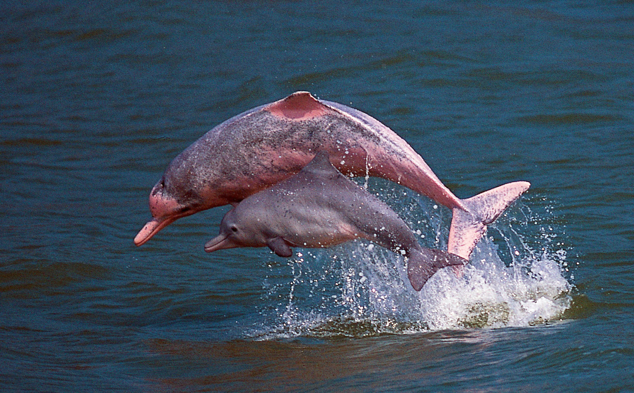 Chiêm ngưỡng cá heo hồng đặc biệt quý hiếm (Nguồn: Internet)