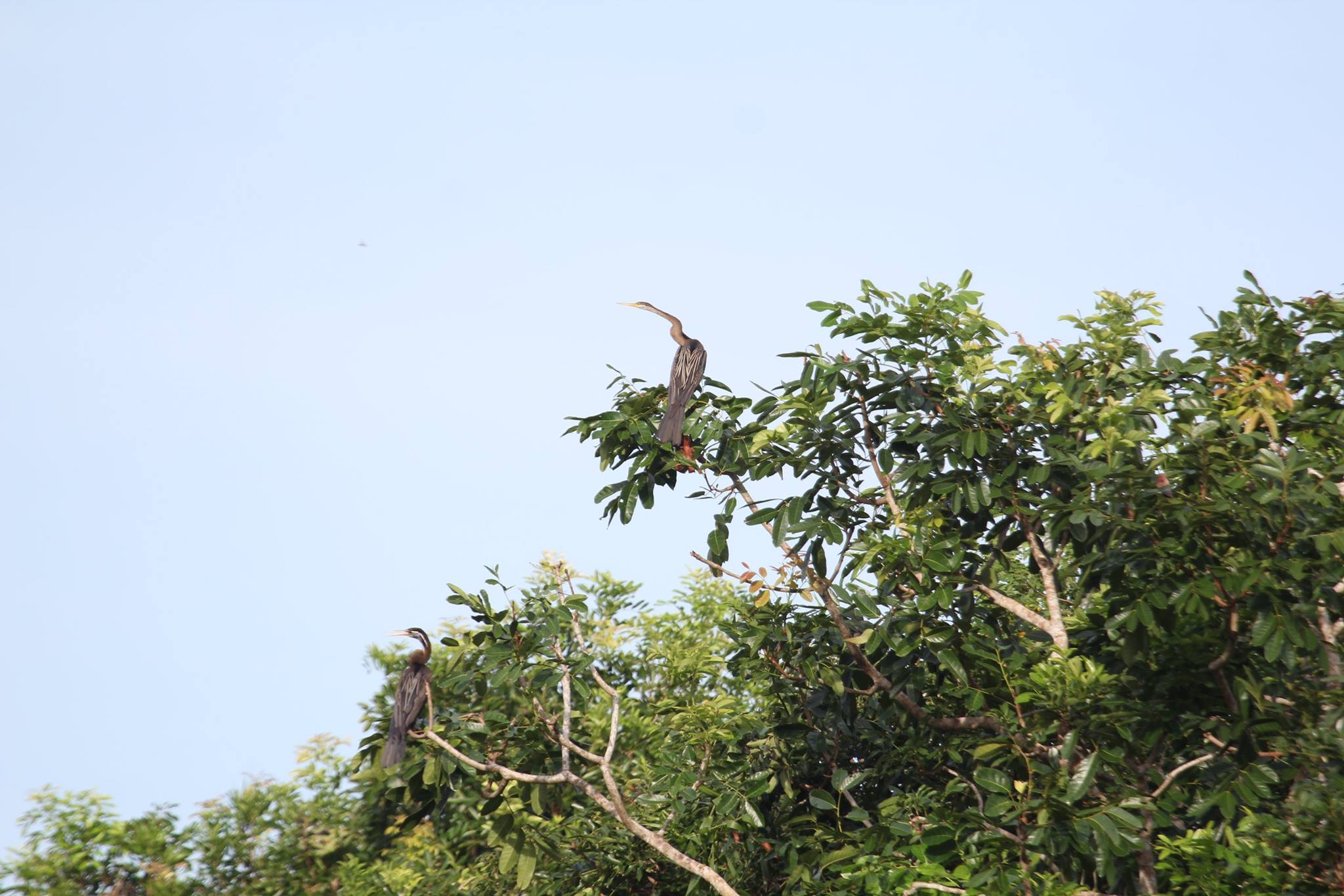 Chim Điên Điển (còn gọi là Cổ Rắn) loài chim có trong sách đỏ Việt Nam tại Khu du lịch Mùa Xuân (ảnh: internet)