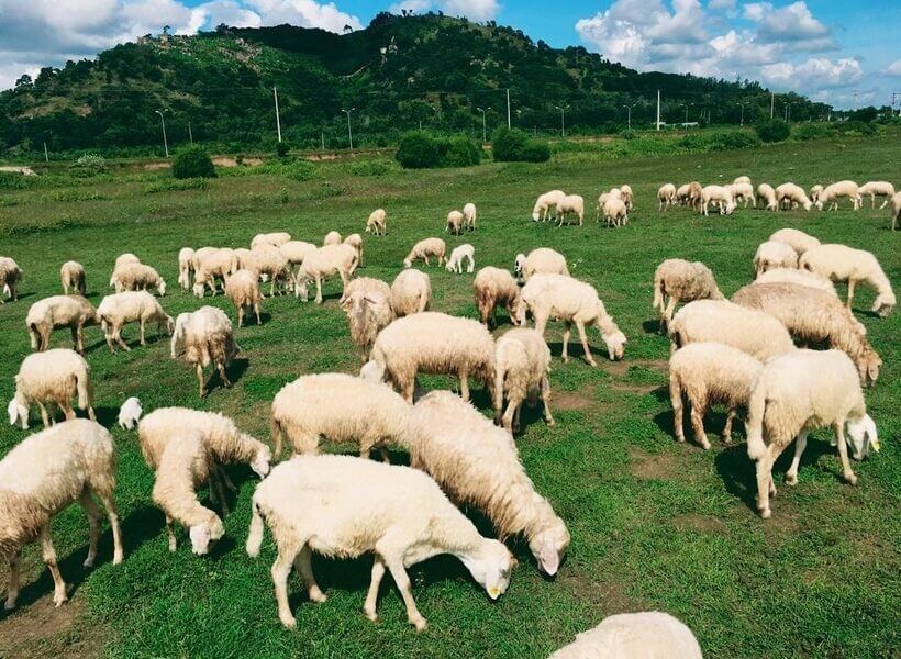 Đồi Cừu Suôi Nghệ Vũng Tàu (Nguồn :Internet)