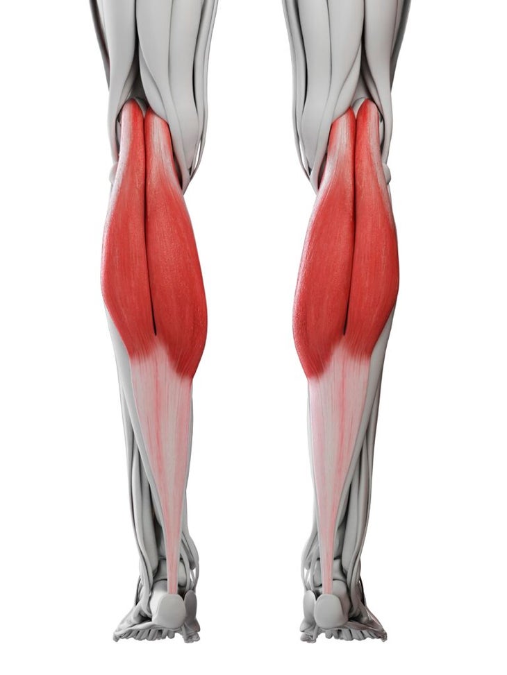 Các cơ ở vùng bắp chân (Ảnh: Internet)