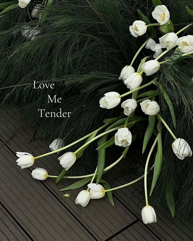 Love Me Tender Là Gì 999 Hình Nền Hoa Tulip Trắng để Xin Vía Tình Yêu Bloganchoi 