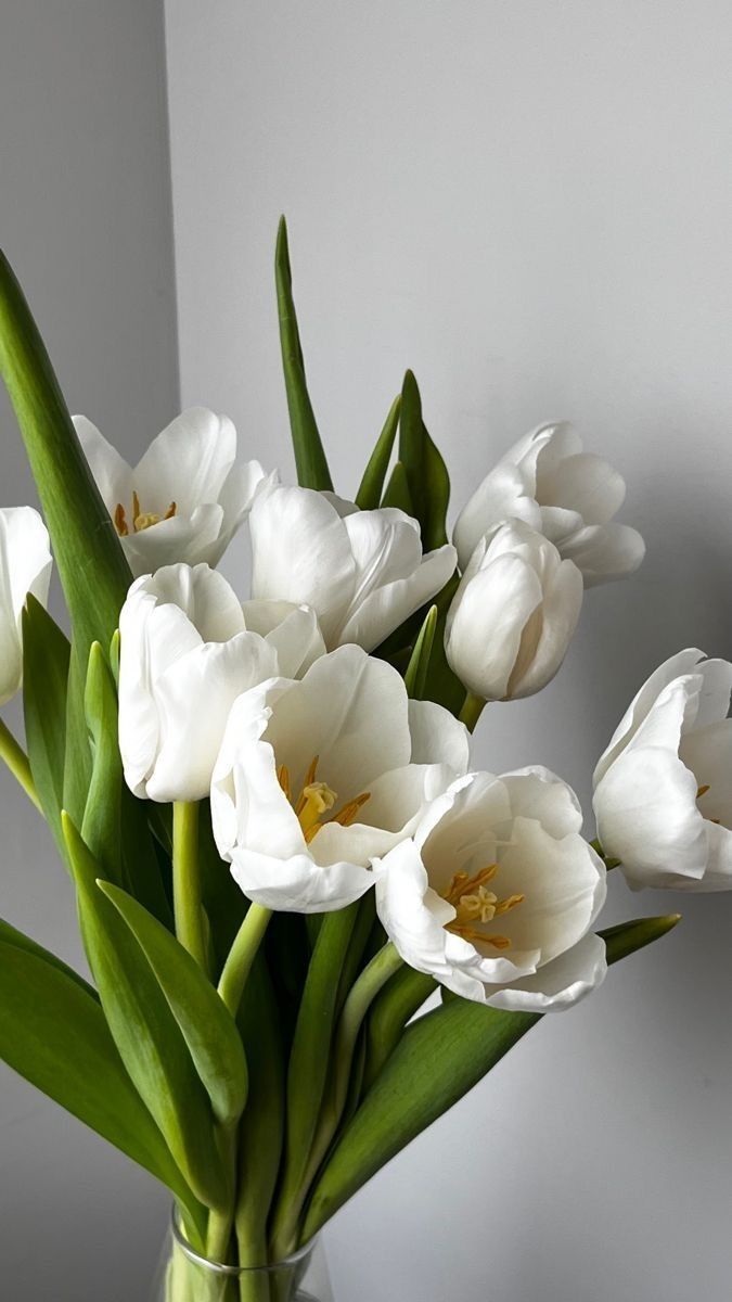 Hình nền hoa tulip trắng Love Me Tender để "xin vía" tình yêu đẹp (Ảnh: Internet)