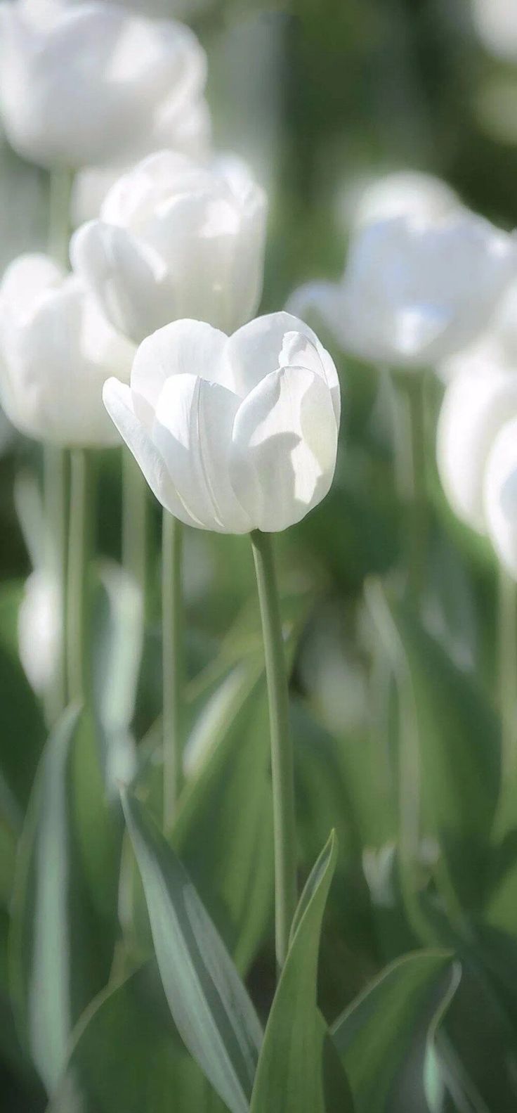 Hình nền hoa tulip trắng Love Me Tender để "xin vía" tình yêu đẹp (Ảnh: Internet)