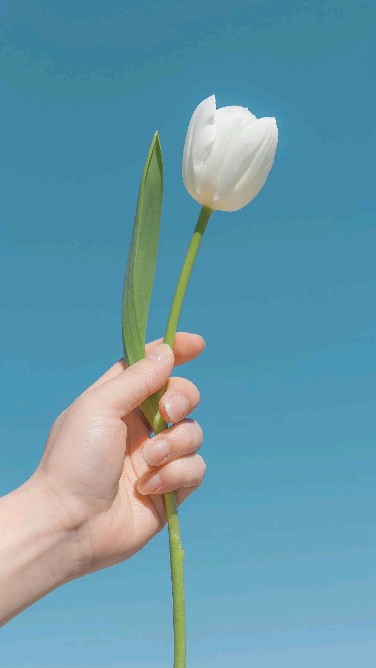 Love me tender là gì? 999+ hình nền hoa tulip trắng để xin vía tình yêu hình nền hoa tulip hình nền hoa tulip chill hoa tulip hình nền hoa tulip trắng hoa tulip trắng love me tender Love me tender Love me tender là gì