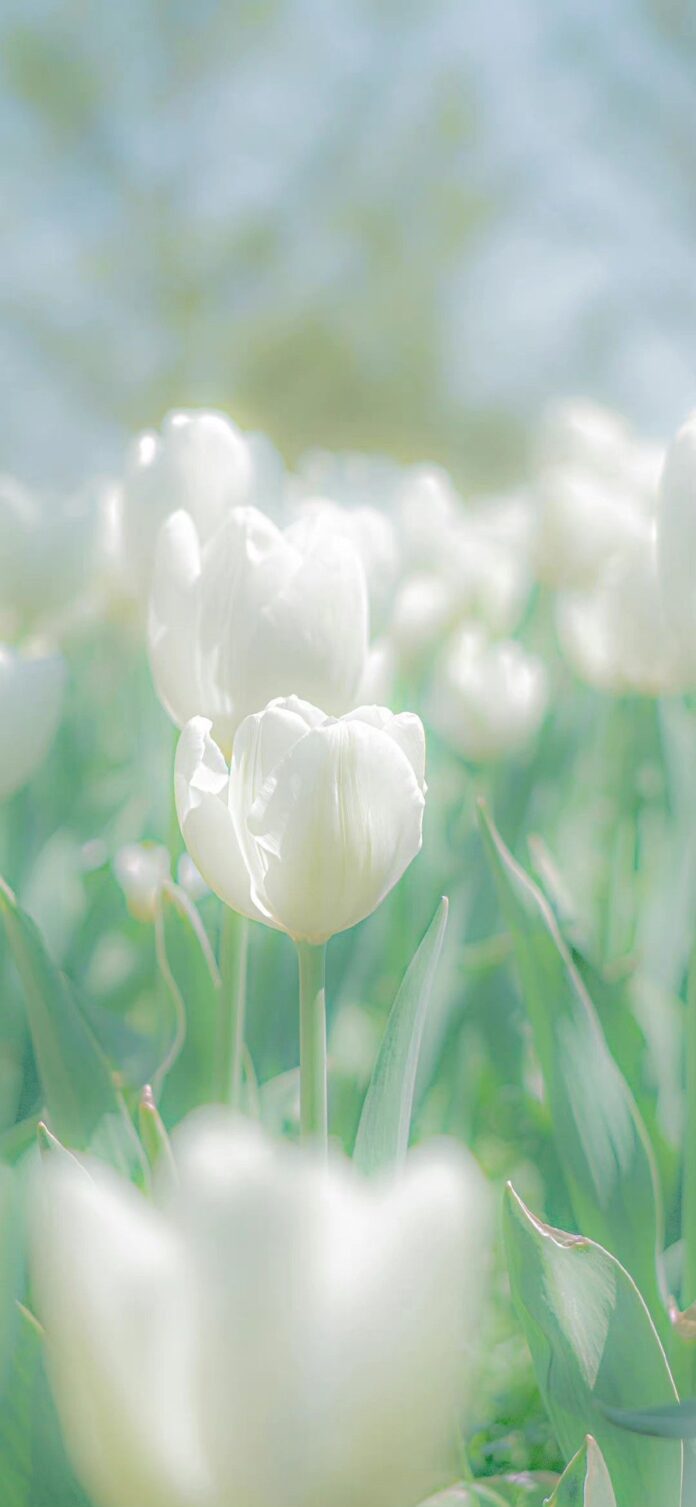 Love me tender là gì? 999+ hình nền hoa tulip trắng để xin vía tình yêu hình nền hoa tulip hình nền hoa tulip chill hoa tulip hình nền hoa tulip trắng hoa tulip trắng love me tender Love me tender Love me tender là gì