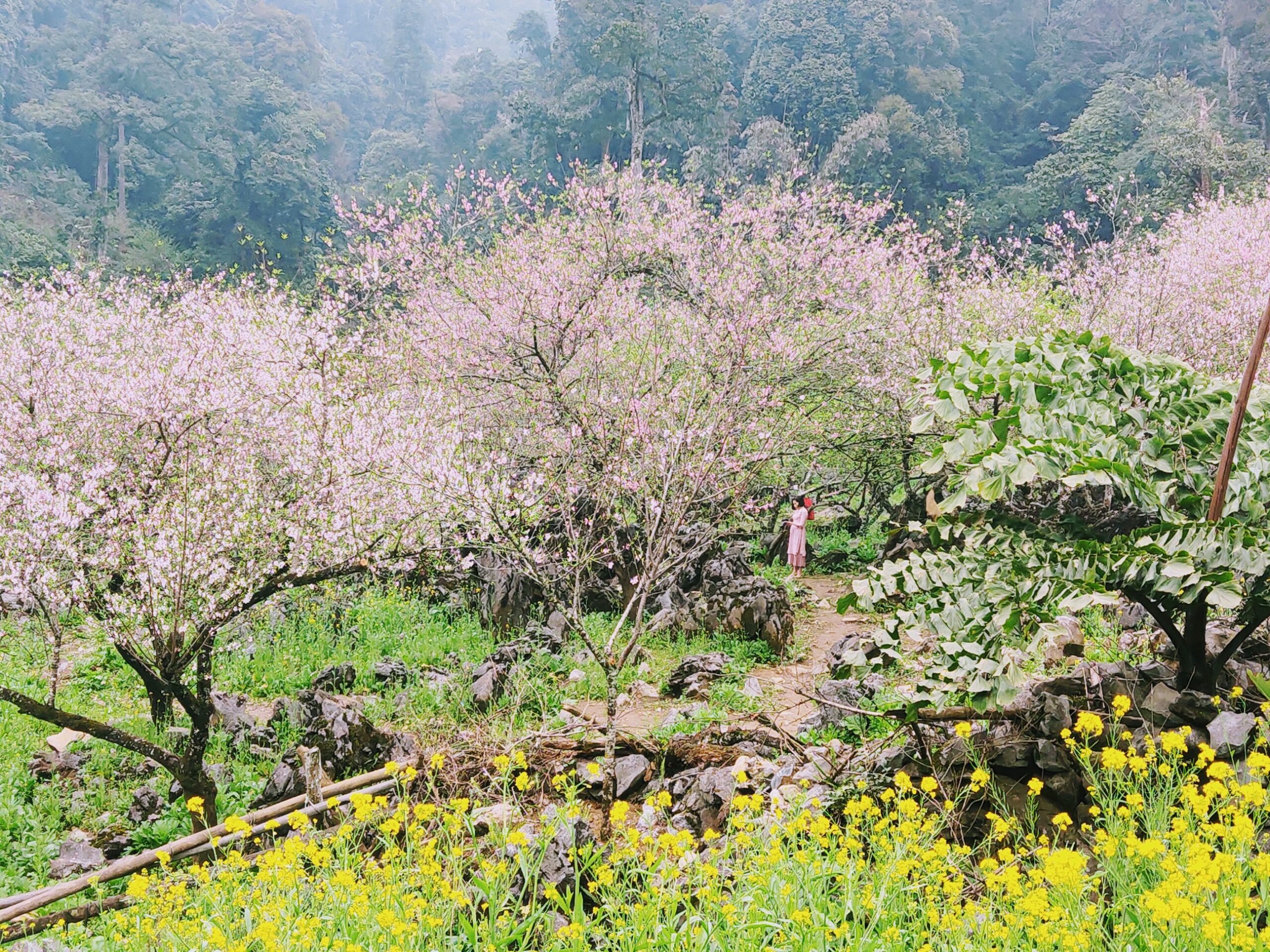 Địa điểm "săn" hoa anh đào đẹp nhất Mộc Châu (Ảnh: Internet)