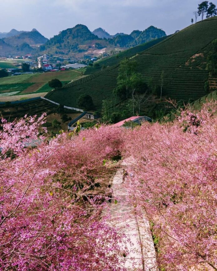Địa điểm "săn" hoa anh đào đẹp nhất Mộc Châu (Ảnh: Internet)