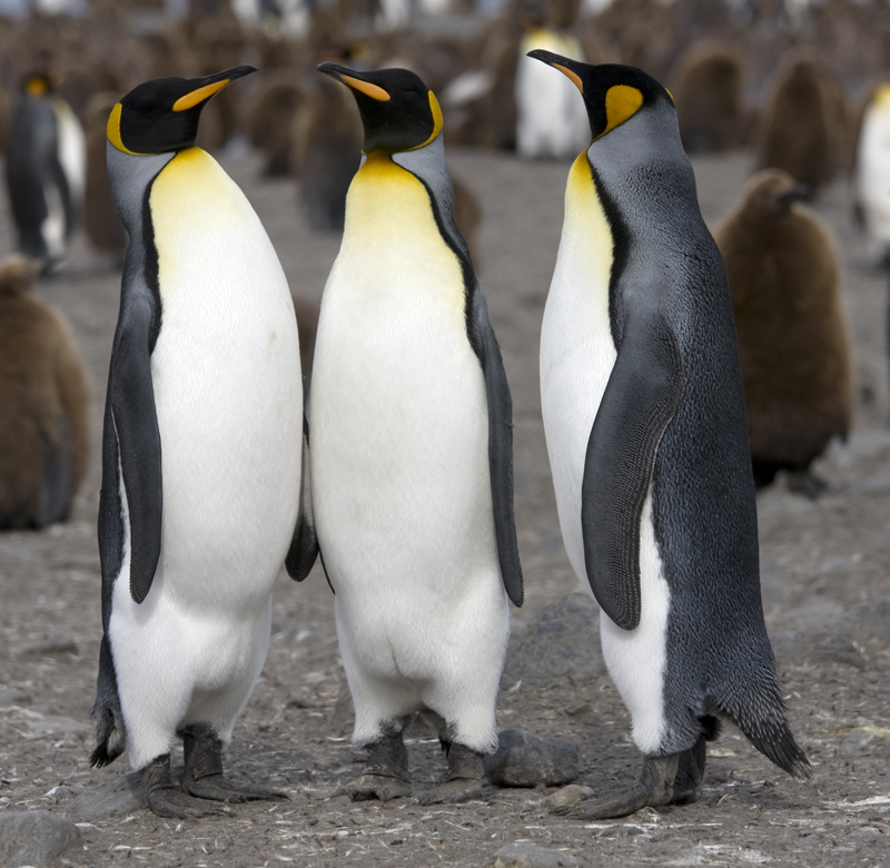 Pingvin hoàng đế, với vẻ ngoài tráng lệ và đặc biệt (Nguồn: Internet)