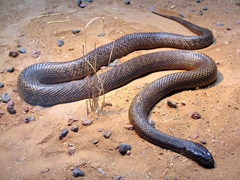Rắn góc - một trong những loài rắn độc hiếm nhất và mạnh nhất trên thế giới (Nguồn: Internet)