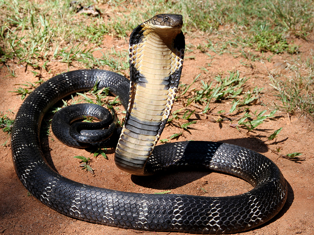 Rắn Hổ - loài rắn độc lớn nhất và đáng sợ nhất trên thế giới (Nguồn: Internet)