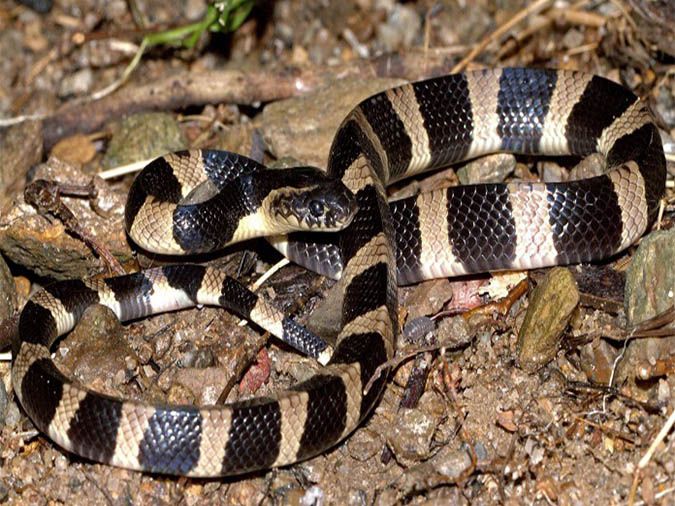 Rắn Krait Đông Dương - một trong những loài rắn độc hiếm và nguy hiểm nhất trên thế giới (Nguồn: Internet)