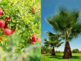 Phong thủy cây trồng trước nhà: 13 loại cây nên trồng trước cửa nhà