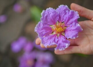 Những bài thơ về hoa bằng lăng tím lãng mạn nhất (Ảnh: Internet)