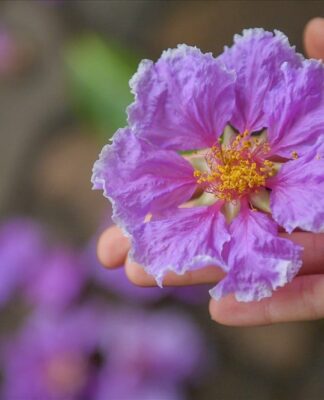 Những bài thơ về hoa bằng lăng tím lãng mạn nhất (Ảnh: Internet)