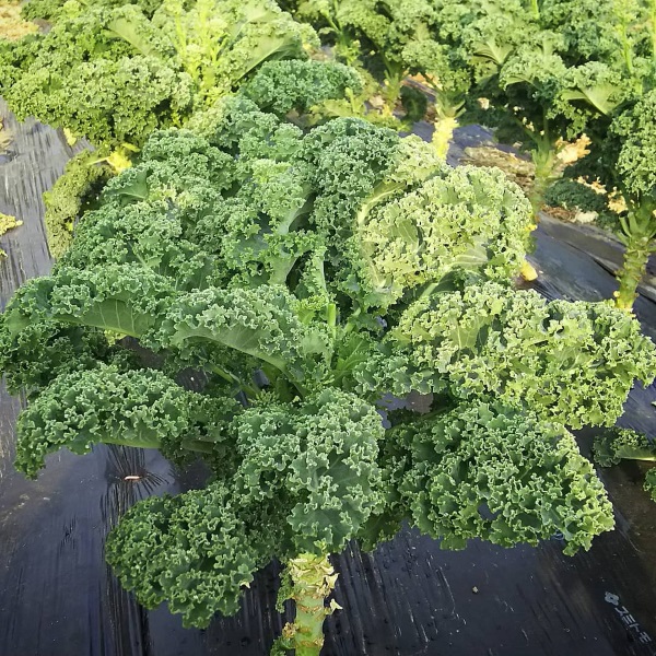 10 tác dụng của cải Kale xoăn vua rau: 5 công thức giảm cân ngon miệng, ngon dáng! cải Kale cải Kale là gì cải Kale tác dụng cải xoăn lợi ích cải Kale rau cải xoăn tác dụng cải xoăn tác dụng của cải xoăn