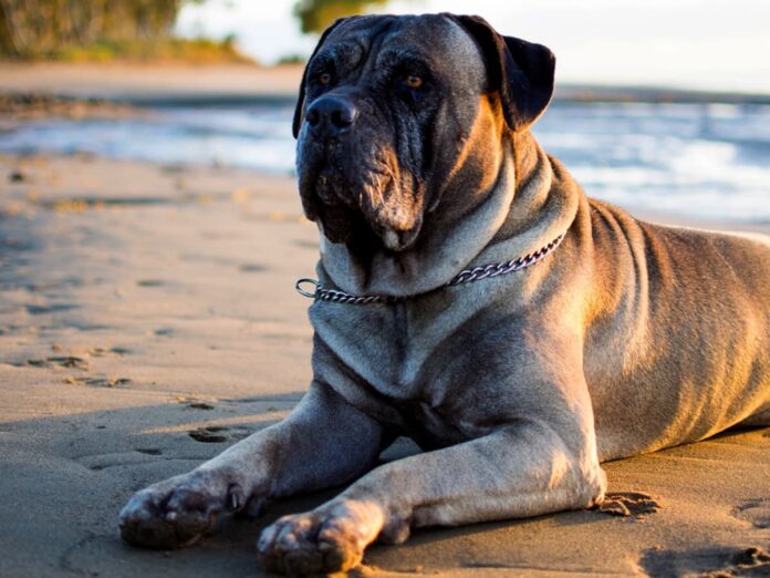 Bullmastiff (Nguồn: Internet)