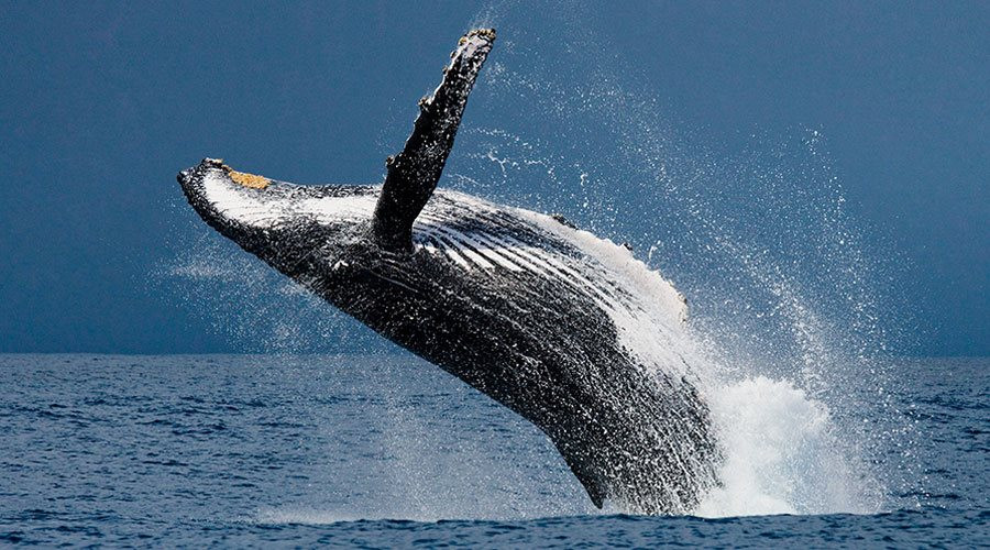 Cá voi xanh - loài vật biển vô cùng ấn tượng và đặc biệt trong thế giới động vật (Nguồn: Internet)