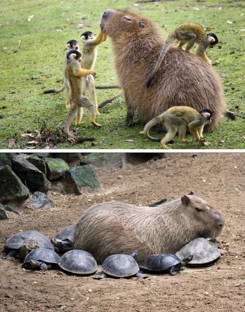 Capybara là bộ trưởng bộ ngoại giao (Ảnh: Internet)