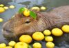 Capybara là con gì? (Ảnh: Internet)