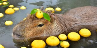 Capybara là con gì? (Ảnh: Internet)